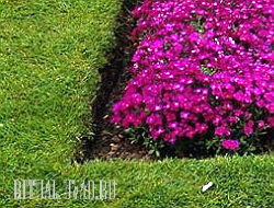 Посадка декоративных растений, цветов, устройство газона на могиле